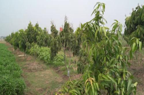 Tanah yang Diam, atau Tanah yang Menghidupi?