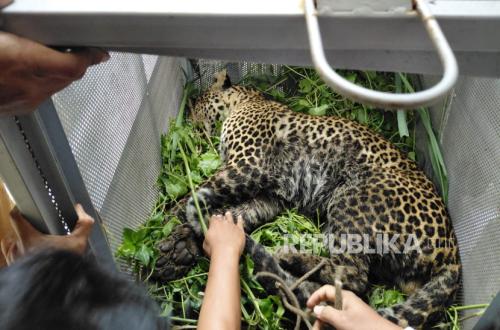 Tiga Orang Warga Jadi Korban Gigitan Macan Tutul yang Masuk Permukiman di Bandung