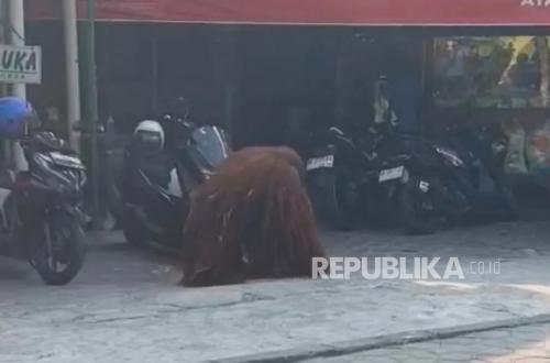 Orangutan Solo Safari lepas hebohkan warga