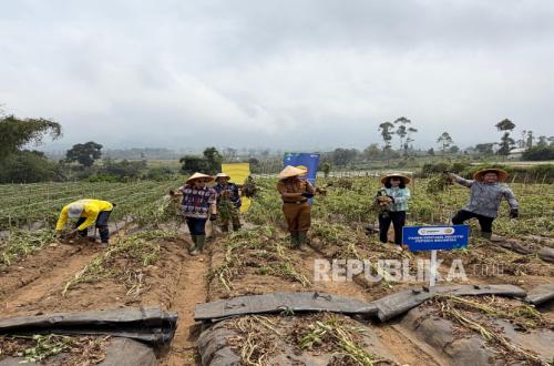 Industri Perkuat Rantai Pasok Kentang di Jawa Barat