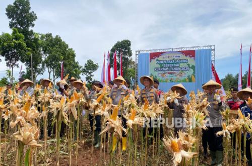 Jagung Jadi Simbol Penghidupan Baru Bagi Petani di Bandung Barat