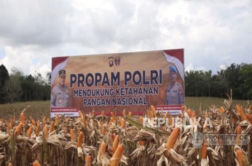 Panen Raya, Propam Polri Polda Kalbar Tegaskan Komitmennya Dukung Ketahanan Pangan