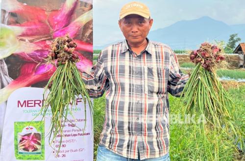 Dari PNS ke Petani Sukses, Rahasia Tono Suwarna Panen Bawang Merah Melimpah