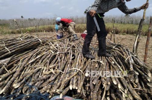 Dorong Swasembada Gula Nasional, GULA Tekankan Pentingnya Benih Unggul dan Peningkatan Rendemen Tebu