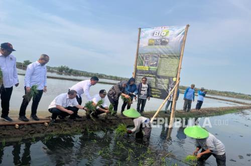 PGN dan BRIN Kembangkan Minapadi Salin, Dongkrak Nilai Ekonomi Lahan Pesisir Batang