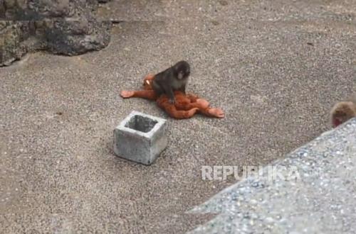 Kisah Punch: Bayi Monyet Dibuang Induk, Kini Nggak Bisa Lepas dari Bonekanya