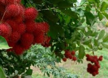 Rambutan Lebak Diminati Warga Timur Tengah | Republika Online