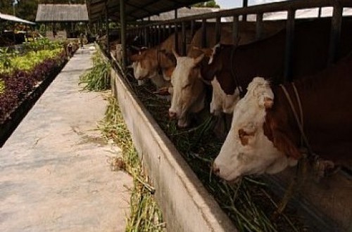 Program Kurban GEM Disalurkan kepada Warga Bahodopi Morowali