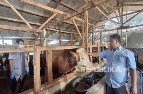 Mayor, Sapi Kurban Satu Ton Seharga Rp110 Juta Pesanan Presiden Prabowo Asal Bandung Barat