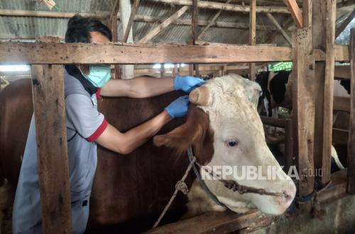 Sapi Jumbo 'Mayor' Milik Warga Bandung Barat Dipesan Jadi Hewan Kurban Presiden