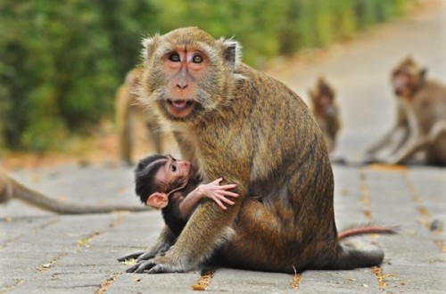 Lepas dari Kandang, Monyet Beruk di Kuningan Acak-acak Warung dan Gigit Pemiliknya