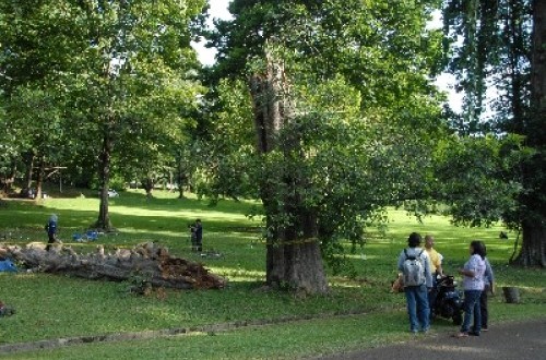 Suasana Kebun Raya Bogor.