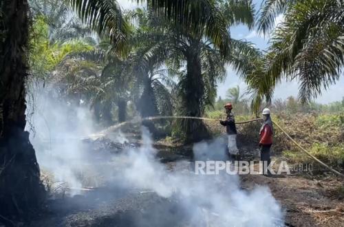 Menyusuri Lahan Gambut Ketapang, Mahasiswa UI Bergerak Bersama Warga Cegah Karhutla