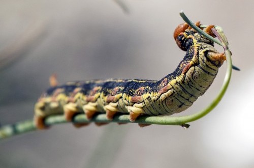Ribuan Ulat Bulu Teror Warga Kuningan