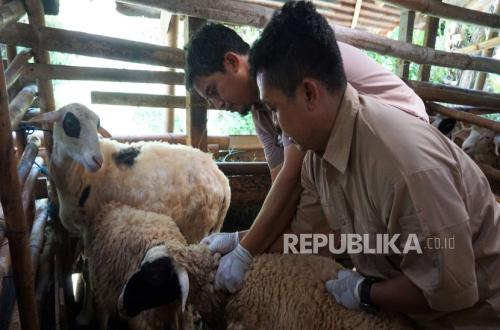 Kasus PMK Naik di DIY, Pemkot Yogya Gencarkan Vaksinasi demi Lindungi Ternak Lokal