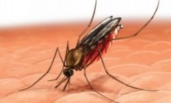 Ilustrasi nyamuk Anophles penular malaria. Sebelum pergi ke daerah endemi malaria seperti Mimika disarankan minum doksisiklin.