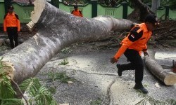 Pohon Tumbang Sempat Tutup Akses Jalur Bandung-Garut Kamojang, Polisi Langsung Evakuasi