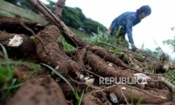 Menko Zulkifli Sebut Impor Singkong dan Tapioka akan Dibatasi