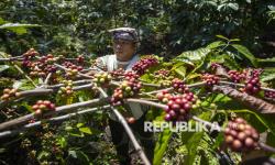 In Picture: Hasilkan Kopi Berkualitas, Produksi Kopi di Kuningan Capai 775,8 Ton 