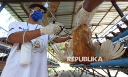 In Picture: Cegah Flu Burung, Petugas Kesehatan di Aceh Berikan Vaksin pada Ayam Petelur