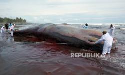 Seekor Paus Sperma Terdampar di Pantai Sumba Timur, Diperkirakan Baru 1 Hari Mati