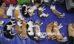 Isu Penemuan Puluhan Potongan Kepala Kucing di Sidoarjo Dinyatakan <em>Hoaks</em>