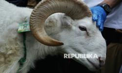 Sempurnakan Ibadah Kurbanmu dengan Mudah Lewat BRImo