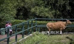 Kebun Binatang Bandung Diserbu Ribuan Pengunjung Saat Libur Nataru