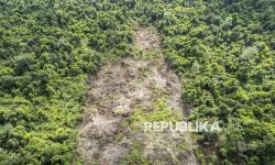 Forest Watch Indonesia: RI Gagal Kurangi Deforestasi