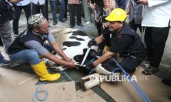 In Picture: Pengurus Masjid Ikuti Pelatihan Penyembelihan Hewan Qurban