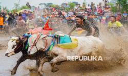 In Picture: Tradisi Adu Cepat Karapan Sapi Brujul Probolinggo