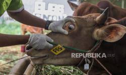 Jangan Asal Pilih! Ini Ciri Hewan Kurban Sehat yang Harus Diketahui