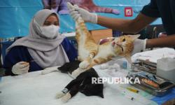 In Picture: Sudin KPKP Jaktim Adakan Layanan Sterilisasi Kucing Gratis