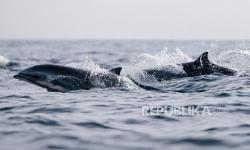 Lumba-Lumba Muncul di Kepulauan Seribu,  KPKP Klaim Itu Bukti Laut Jakarta Makin Sehat