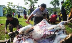 Isi Perut, Darah Hingga Kotoran Hewan Kurban di Angke Dijadikan Pupuk Organik