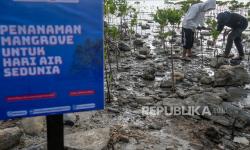 Kotabaru Lawan Abrasi dengan Mangrove