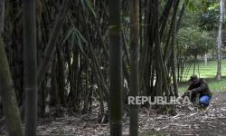 Menteri dan Kepala Daerah Disarankan Seriusi Potensi Bambu Indoesia
