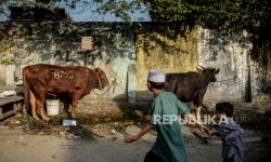 Senada dengan MUI DIY, MPU Aceh: Hewan Terpapar PMK Tak Bisa Jadi Qurban  