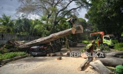 BPBD DKI Tangani Pohon Tumbang di 6 Lokasi Akibat Hujan Angin