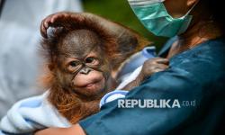 In Picture: Bayi Orang Utan Kalimantan Lahir di Bandung Zoo