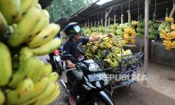 Sebanyak 203 ton pisang Sulbar dipasarkan ke Kaltim