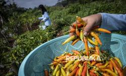 Jelang Idul Adha, Bapanas Antisipasi Lonjakan Harga Cabai dan Bawang Merah