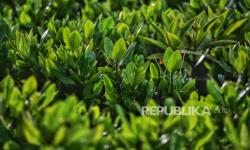 Pemerintah Targetkan Pulihkan 769 Ribu Hektare Mangrove Nasional