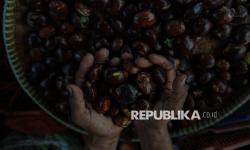 In Picture: Harga Jengkol Melejit di Pasar Kebayoran Lama, Tembus Rp125 Ribu Per Kilogram