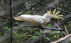 Negara-Negara Cari Solusi Pendanaan Biodiversitas