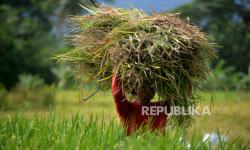 Stok Beras di Yogya Melimpah Hingga Setelah Lebaran, Masyarakat tak Perlu <em>Panic Buying</em>