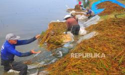 Ribuan Hektare Tanaman Padi Puso Akibat Banjir di Kudus