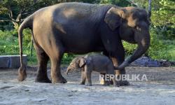 In Picture: Anak Gajah Sumatra Lahir di Balai Konservasi Lembah Hijau, Bandar Lampung