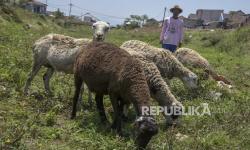 OJK Dorong Pengembangan Ekosistem Peternakan Domba untuk Tingkatkan Ekonomi Daerah