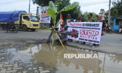 In Picture: Protes Jalan Rusak, Warga Jember Tanam Pohon Pisang di Jalan